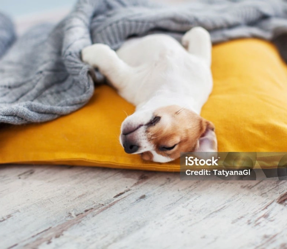 A PET-FRIENDLY HOTEL