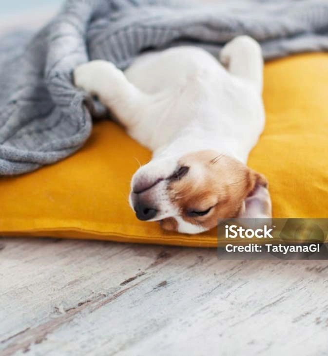 Pet Friendly Hotel   Pet Friendly Hotel