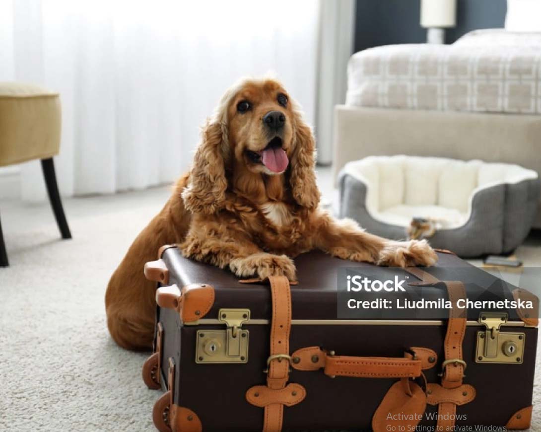 Pet Friendly Stay Because Dogs Are Family Too